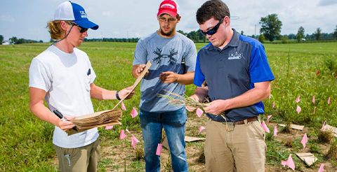 students collecting samples in field